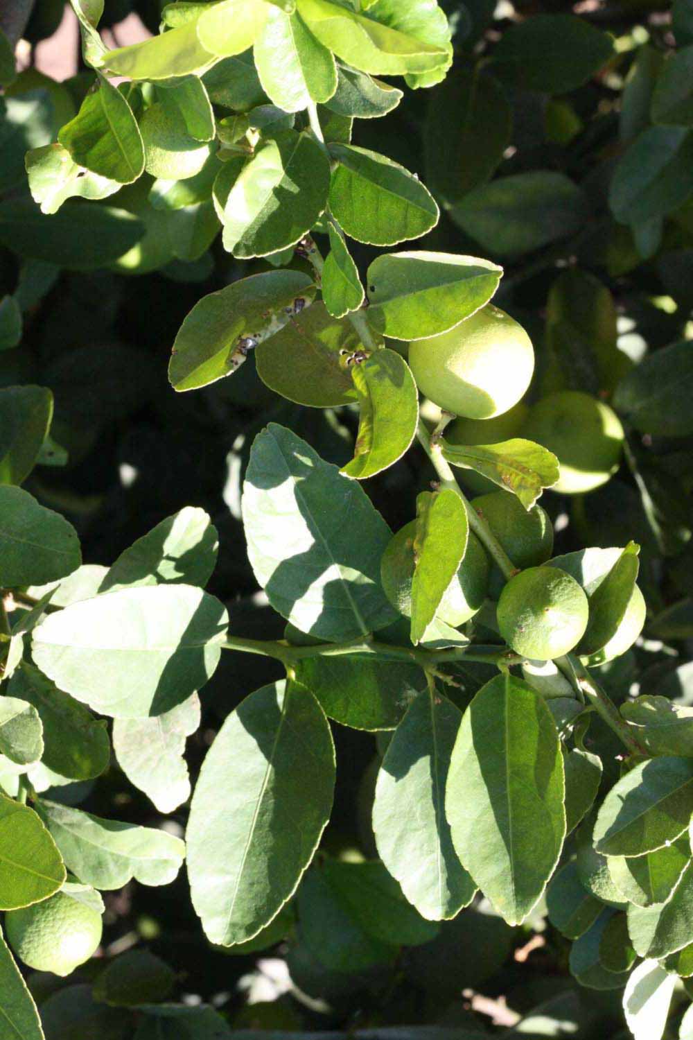              Sun leaves (Riverside, CA)       